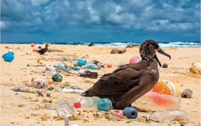 Atık Plastikte Neler Gizli?